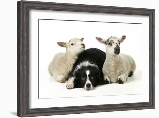 Dog and Lamb, Border Collie Sitting Between Two Cross-null-Framed Photographic Print