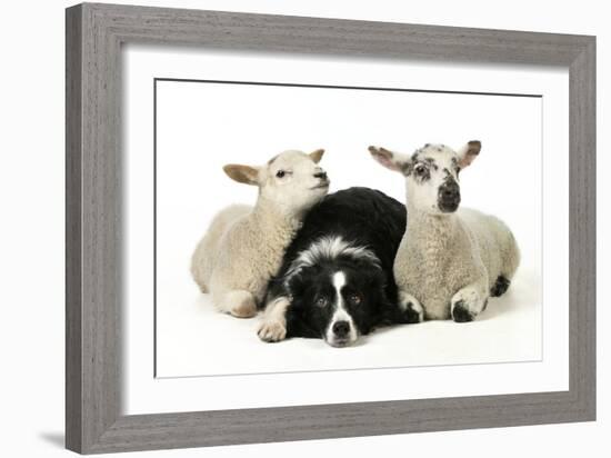 Dog and Lamb, Border Collie Sitting Between Two Cross-null-Framed Photographic Print