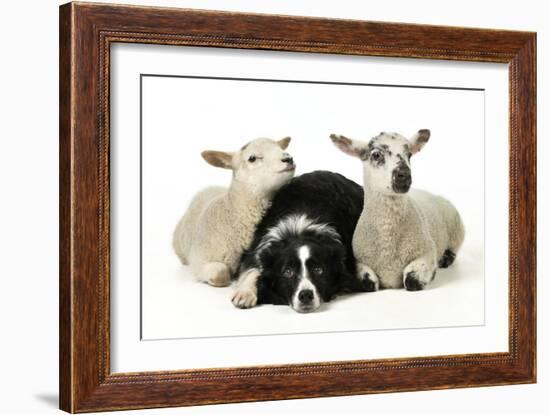 Dog and Lamb, Border Collie Sitting Between Two Cross-null-Framed Photographic Print