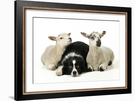 Dog and Lamb, Border Collie Sitting Between Two Cross-null-Framed Photographic Print