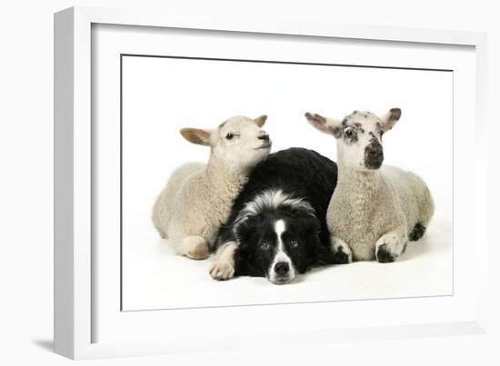 Dog and Lamb, Border Collie Sitting Between Two Cross-null-Framed Photographic Print