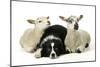 Dog and Lamb, Border Collie Sitting Between Two Cross-null-Mounted Photographic Print