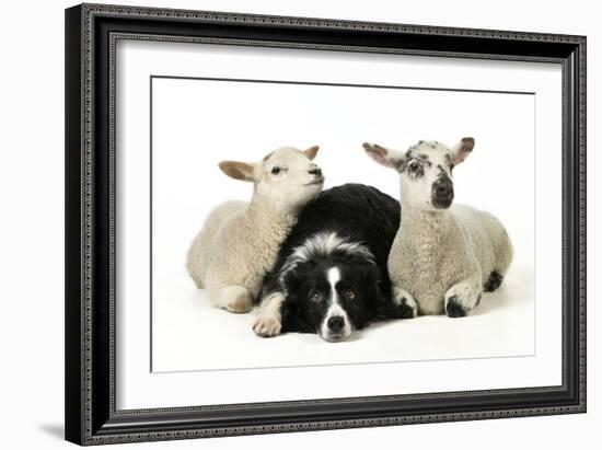 Dog and Lamb, Border Collie Sitting Between Two Cross-null-Framed Photographic Print