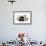 Dog and Lamb, Border Collie Sitting Between Two Cross-null-Framed Photographic Print displayed on a wall