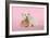 Dog and Rabbit Coton De Tulear Puppy (8 Wks Old)-null-Framed Photographic Print