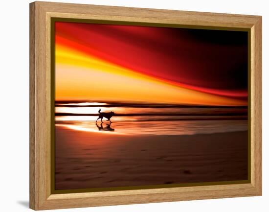 Dog at Sunset-Josh Adamski-Framed Premier Image Canvas