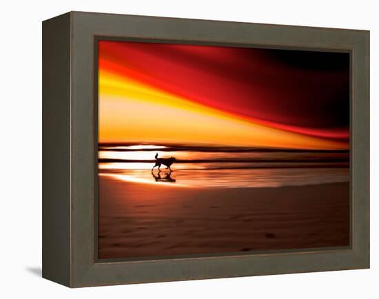 Dog at Sunset-Josh Adamski-Framed Premier Image Canvas