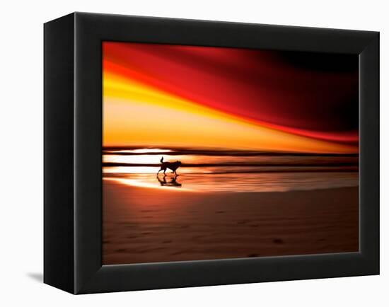 Dog at Sunset-Josh Adamski-Framed Premier Image Canvas