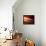 Dog at Sunset-Josh Adamski-Framed Premier Image Canvas displayed on a wall