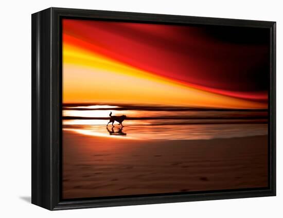 Dog at Sunset-Josh Adamski-Framed Premier Image Canvas