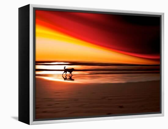 Dog at Sunset-Josh Adamski-Framed Premier Image Canvas