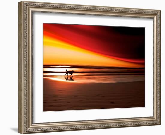 Dog at Sunset-Josh Adamski-Framed Photographic Print