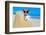 Dog at the Beach-Javier Brosch-Framed Photographic Print
