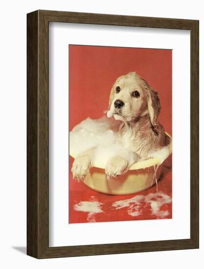 Dog Bathing in Plastic Basin-Found Image Press-Framed Photographic Print