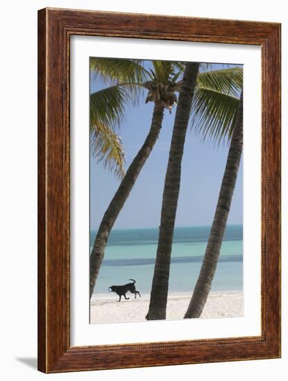 Dog Beach-Robert Goldwitz-Framed Photographic Print