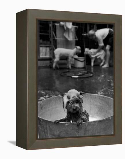 Dog Being Bathed in Back Yard-Robert W^ Kelley-Framed Premier Image Canvas