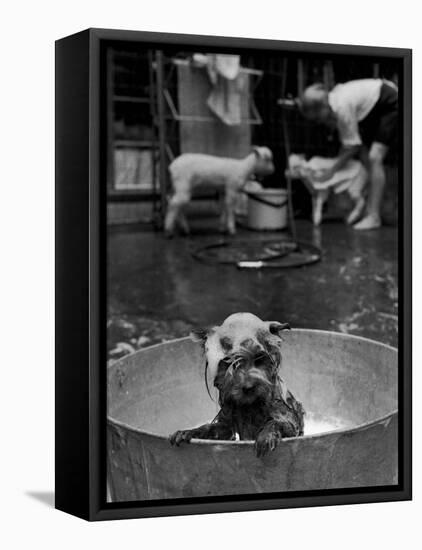 Dog Being Bathed in Back Yard-Robert W^ Kelley-Framed Premier Image Canvas