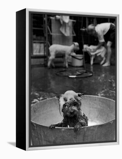 Dog Being Bathed in Back Yard-Robert W^ Kelley-Framed Premier Image Canvas