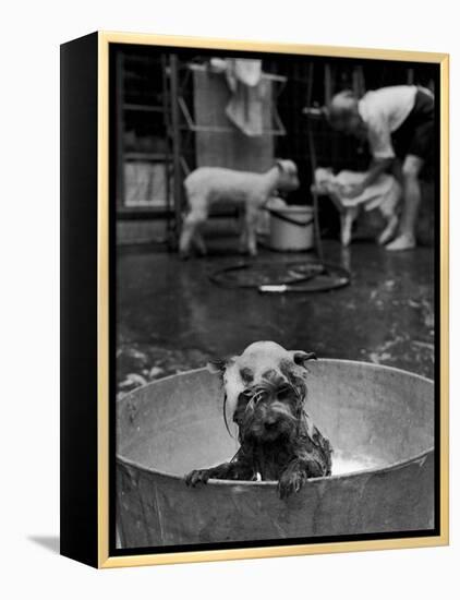 Dog Being Bathed in Back Yard-Robert W^ Kelley-Framed Premier Image Canvas