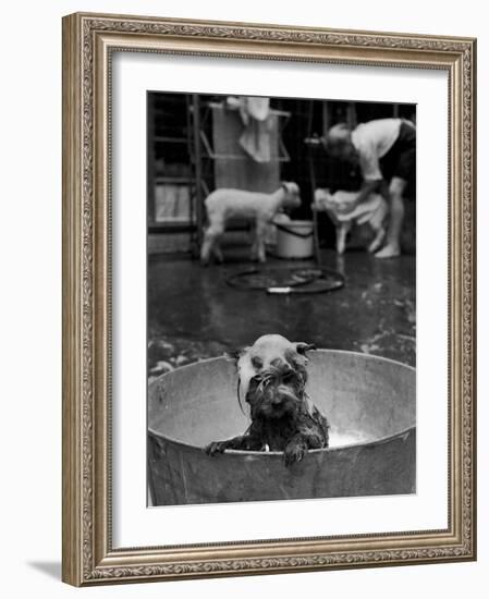 Dog Being Bathed in Back Yard-Robert W^ Kelley-Framed Photographic Print