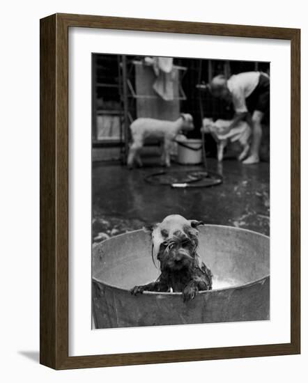 Dog Being Bathed in Back Yard-Robert W^ Kelley-Framed Photographic Print