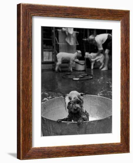 Dog Being Bathed in Back Yard-Robert W^ Kelley-Framed Photographic Print