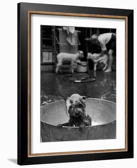 Dog Being Bathed in Back Yard-Robert W^ Kelley-Framed Photographic Print