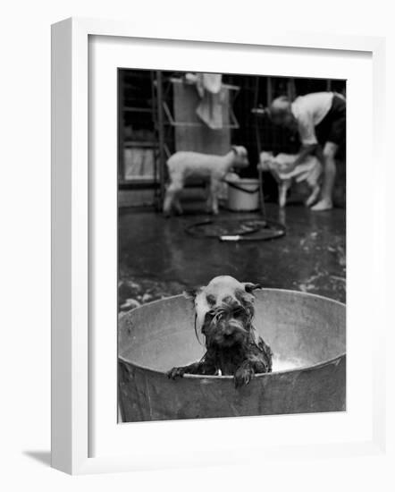 Dog Being Bathed in Back Yard-Robert W^ Kelley-Framed Photographic Print