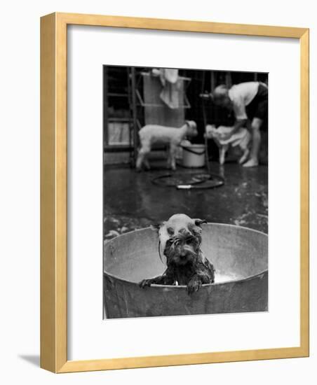 Dog Being Bathed in Back Yard-Robert W^ Kelley-Framed Photographic Print