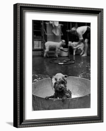 Dog Being Bathed in Back Yard-Robert W^ Kelley-Framed Photographic Print