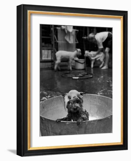 Dog Being Bathed in Back Yard-Robert W^ Kelley-Framed Photographic Print