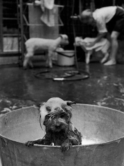 Dog Being Bathed in Back Yard Photographic Print 