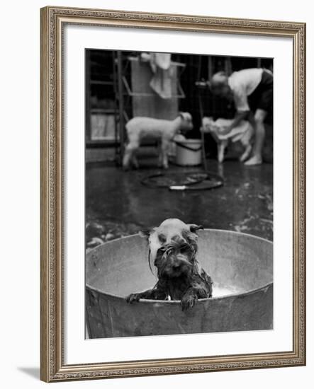 Dog Being Bathed in Back Yard-Robert W^ Kelley-Framed Photographic Print