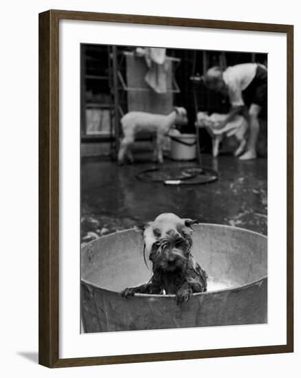 Dog Being Bathed in Back Yard-Robert W^ Kelley-Framed Photographic Print