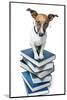 Dog Book Stack-Javier Brosch-Mounted Photographic Print