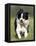 Dog, Border Collie, Lemgo, Germany-Thorsten Milse-Framed Premier Image Canvas