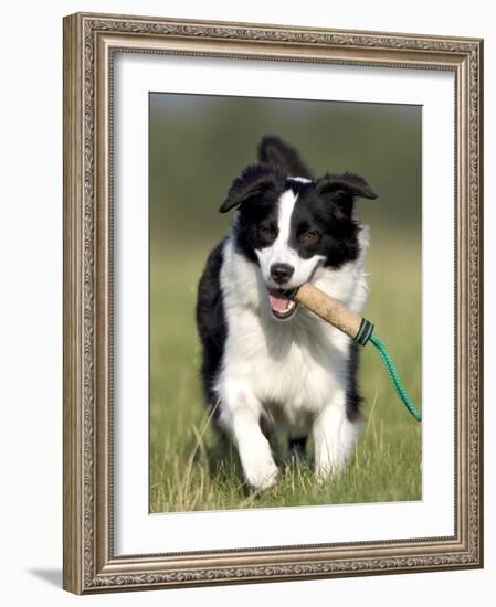 Dog, Border Collie, Lemgo, Germany-Thorsten Milse-Framed Photographic Print