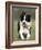 Dog, Border Collie, Lemgo, Germany-Thorsten Milse-Framed Photographic Print