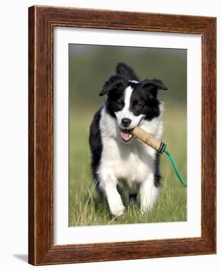 Dog, Border Collie, Lemgo, Germany-Thorsten Milse-Framed Photographic Print