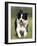 Dog, Border Collie, Lemgo, Germany-Thorsten Milse-Framed Photographic Print