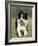 Dog, Border Collie, Lemgo, Germany-Thorsten Milse-Framed Photographic Print