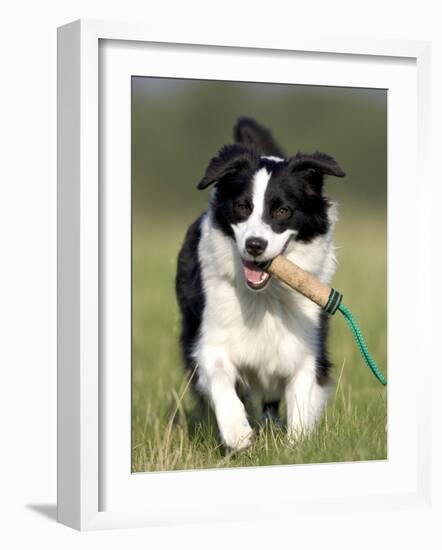 Dog, Border Collie, Lemgo, Germany-Thorsten Milse-Framed Photographic Print