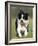 Dog, Border Collie, Lemgo, Germany-Thorsten Milse-Framed Photographic Print