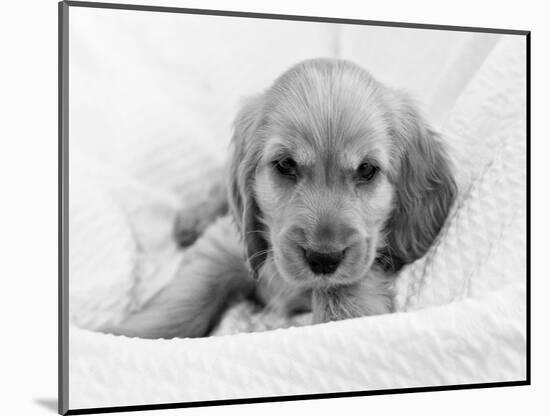 Dog Breeds - Cocker Spaniel - Puppies - English Cocker-Philippe Hugonnard-Mounted Photographic Print