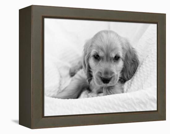 Dog Breeds - Cocker Spaniel - Puppies - English Cocker-Philippe Hugonnard-Framed Premier Image Canvas