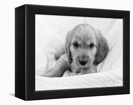 Dog Breeds - Cocker Spaniel - Puppies - English Cocker-Philippe Hugonnard-Framed Premier Image Canvas