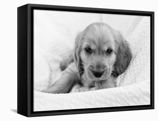 Dog Breeds - Cocker Spaniel - Puppies - English Cocker-Philippe Hugonnard-Framed Premier Image Canvas