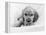 Dog Breeds - Cocker Spaniel - Puppies - English Cocker-Philippe Hugonnard-Framed Premier Image Canvas