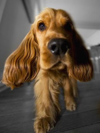 Dog Breeds Cocker Spaniel Puppies English Cocker