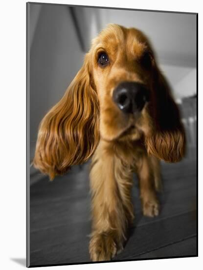 Dog Breeds - Cocker Spaniel - Puppies - English Cocker-Philippe Hugonnard-Mounted Photographic Print